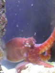 Varys the Octopus
